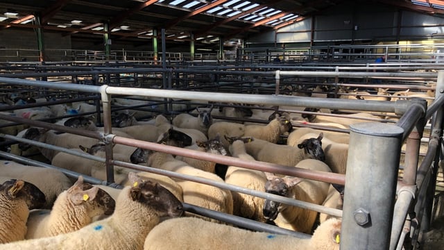 Sheep marts: Farmers looking to store lambs to graze grass rather than cattle
