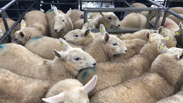 'Figures don't stack up': Sheep farmers 'still paid below cost of production'