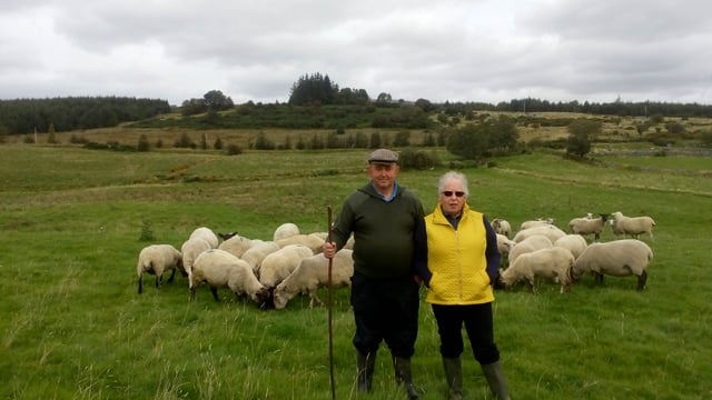 Sheep focus: Sheep farming in the heart of the Wicklow Mountains
