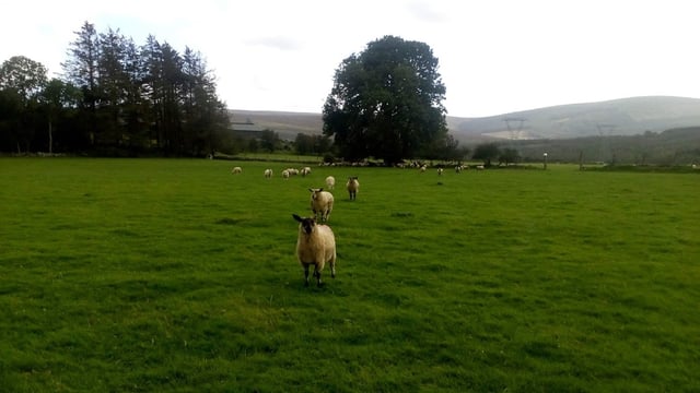 Investigations ongoing into theft of sheep in Kerry