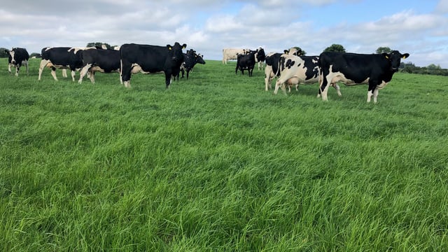 Grass growth: Time running out to build grass