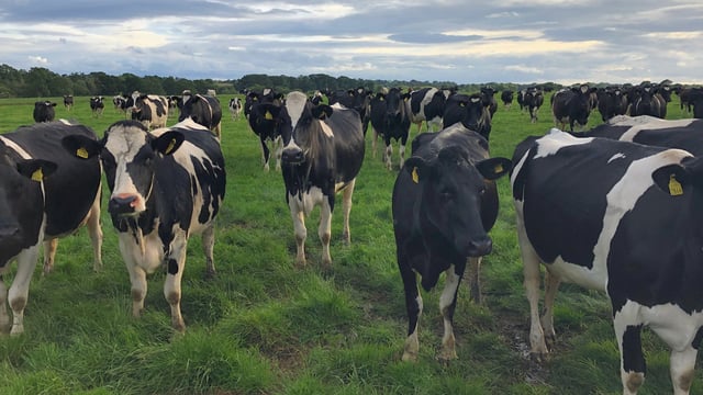 Lameness-detection capability secures innovation award for NI company