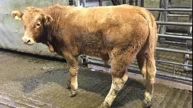 Cattle marts: Weanling trade boosted by continued export demand