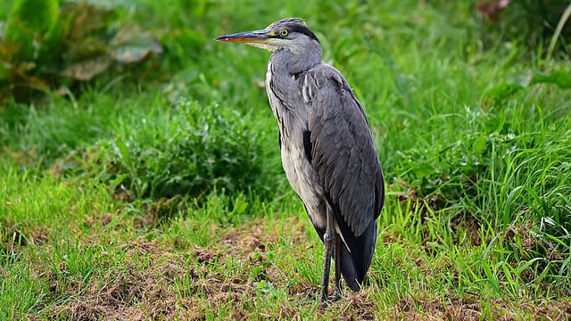 Most frequently reported pressures for habitats and species 'stem from agriculture'