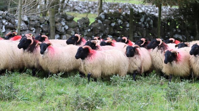 The Mayo Blackface Group is set to host its annual show and sale