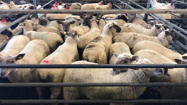 Sheep trade: No major change in base quotes this week