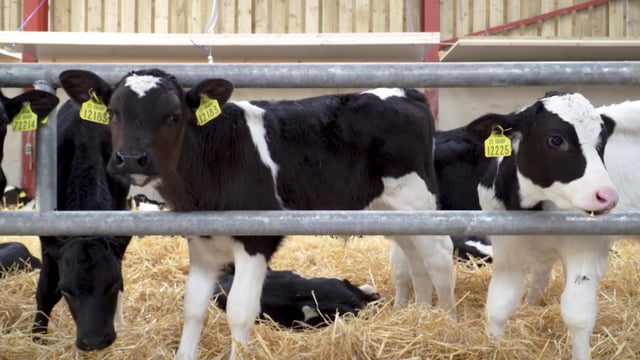 What are dairy bull calves worth now, based on current beef prices?