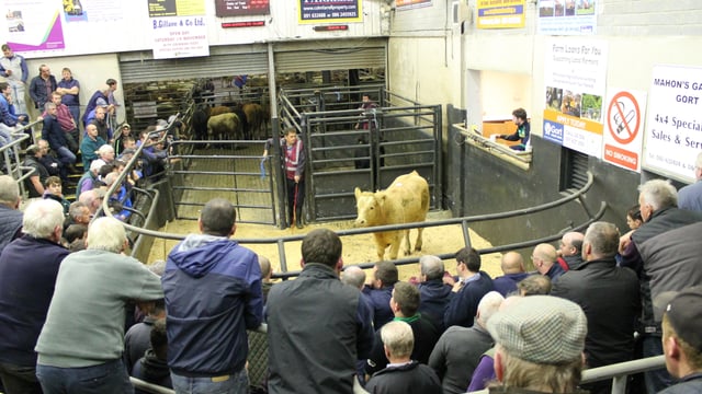 Gort Mart: Mixed ringside reaction to Irish Beef Sector Agreement