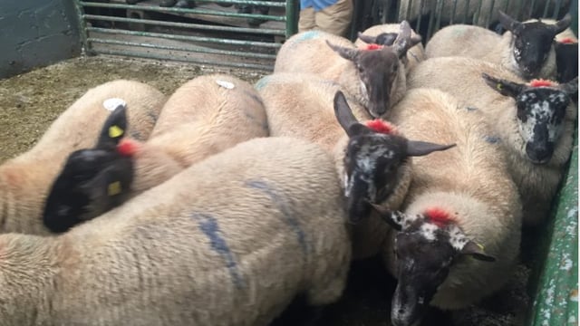 Sheep trade: Beef protests affecting lamb throughput in factories