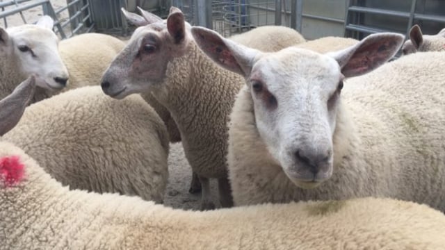 Teagasc BETTER farm sheep walk events taking place this week