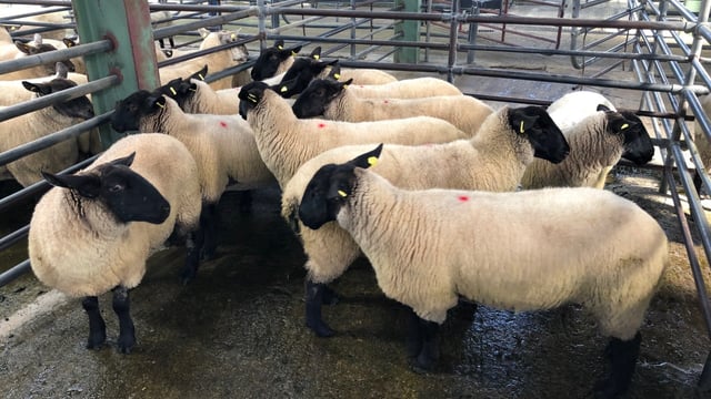 Sheep trade: Farmers finally able to kill factory-fit lambs as beef protests come to a halt