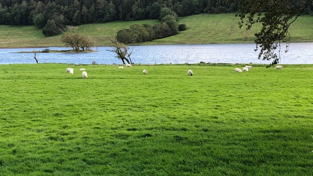 How can farmers reduce the incidence of liver fluke in sheep?
