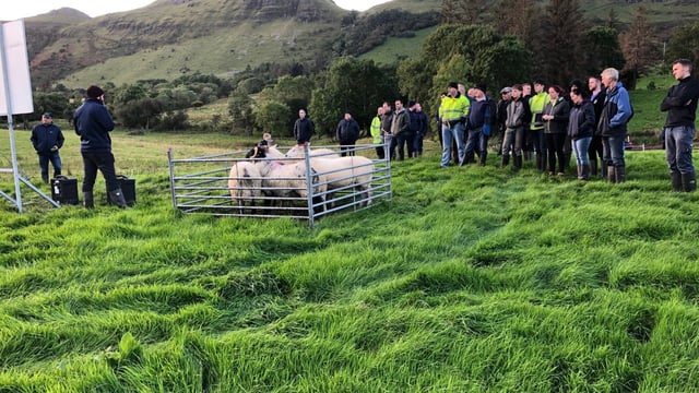 How can you minimise the risk of disease on your sheep farm?