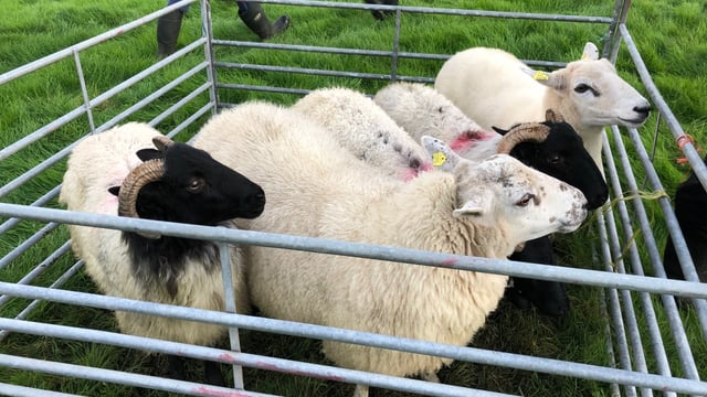 Once-off sheep tag subsidy deadline approaching
