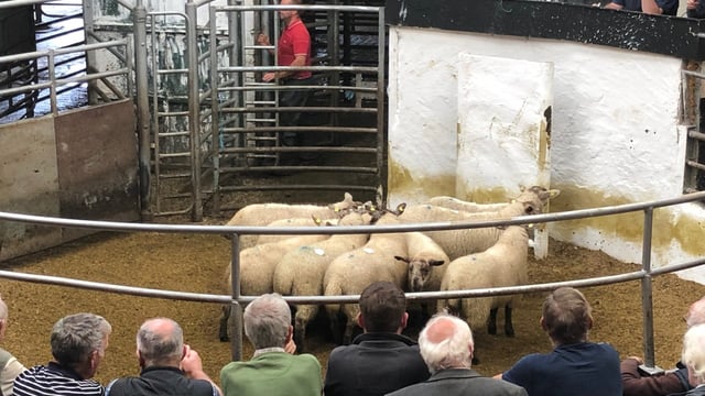 Sheep marts: Factory-fit lamb prices back as meat plant disruptions affect demand