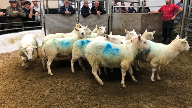 Pics and prices: Ewe lambs and hoggets in demand at Tullow Mart