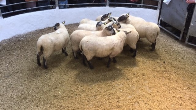 Aughrim Sheep Breeders host 52nd annual sale