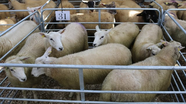 520 ewe lambs on offer at recent Carrick Prolific Breeders' Group sale