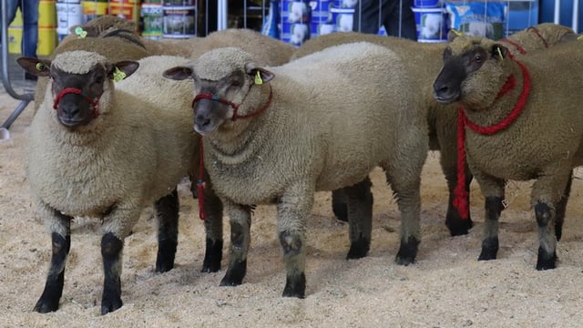 Irish Vendéen Sheep Society show and sale season kicks off