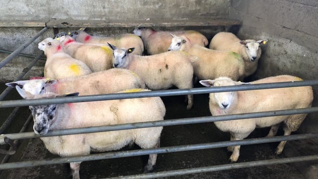 Some plants 'chalking down their quotes' amid tighter lamb supplies