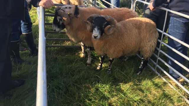 SIS: Updates made under genotyped ram action for hill flocks