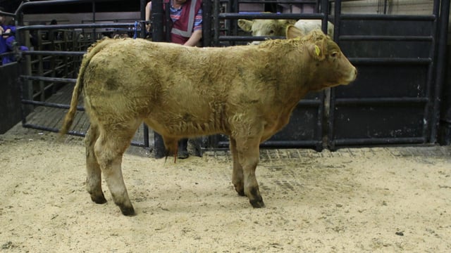Cattle marts: Trade holds steady for the start of 2021