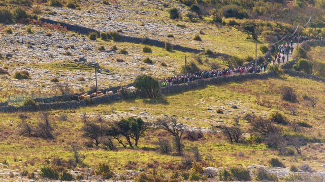 Burren residents mark 'ancient tradition' with cattle drive