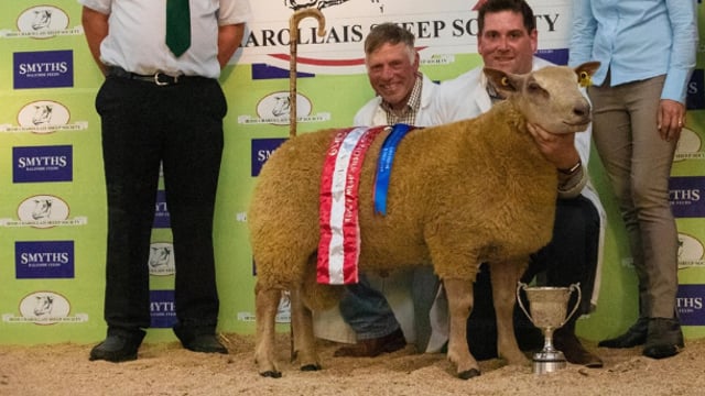 Sheep focus: 'Constantly breeding new bloodlines to produce quality stock'