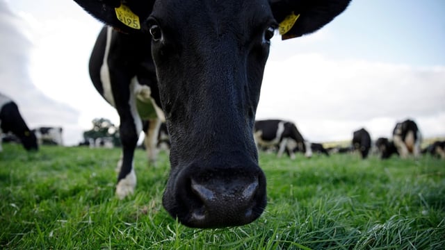Letter to the editor: Why the planet does not need dairy