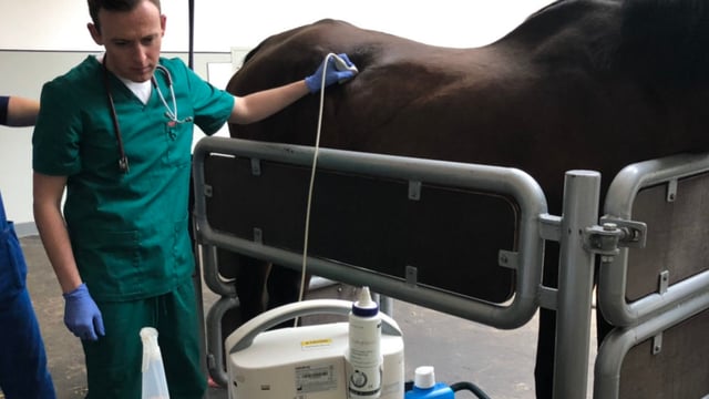Lithuania-based veterinary student: 'Think beyond the obvious'