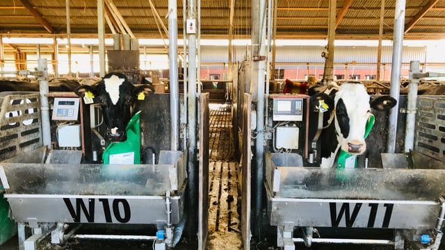 Fight to ban GM feed imports in EU labelled 'scaremongering'