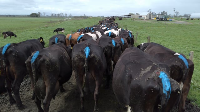 Kicking off the breeding season on a 670-cow farm in New Zealand