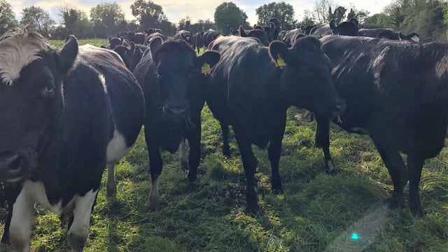 Have you ever considered contract rearing your replacement heifers?
