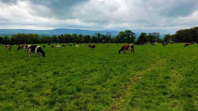 Dairy focus: Swapping black and white for red and white in Co. Cork