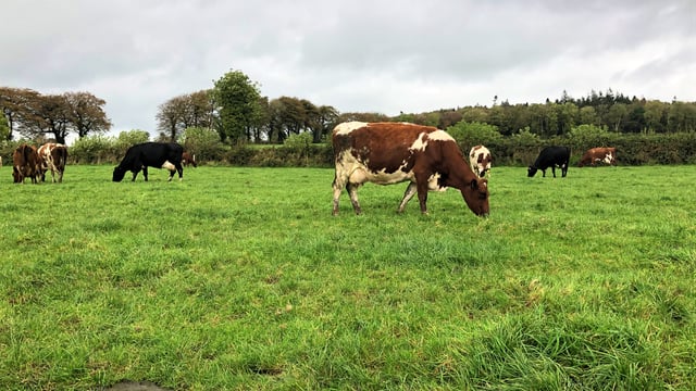 Identifying problem cows during the mid-lactation