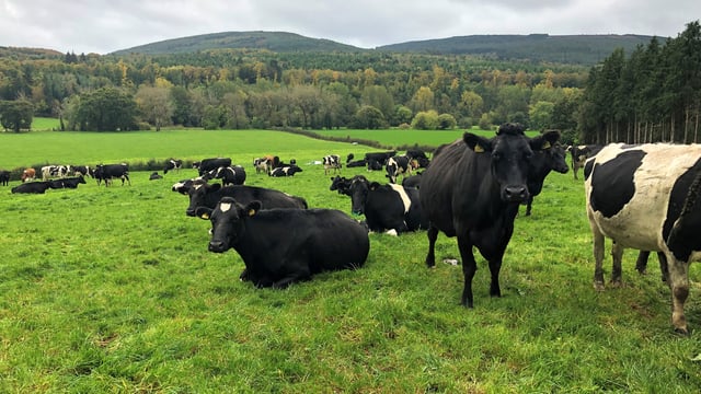 Where are our post-quota 190,015 extra dairy cows?