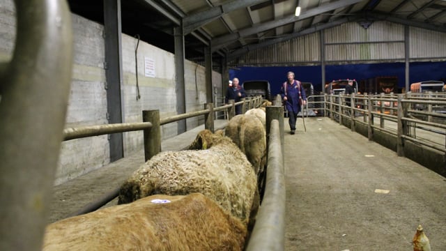 Cattle marts: Wet weather bringing more cattle out