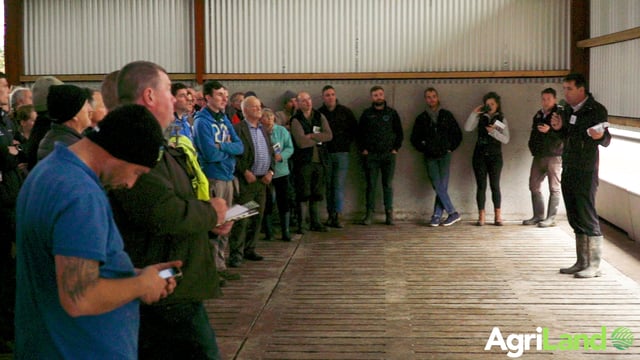 What level of profitability can beef farmers expect if they acquire dairy calves for free?