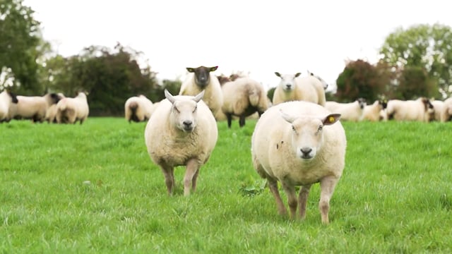 Sheep trade prices raised with MII at Oireachtas committee