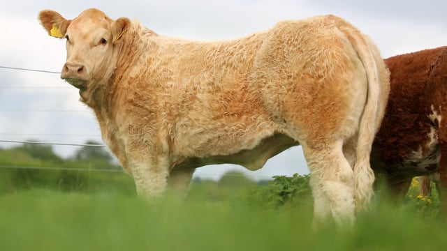 Video: Tateetra & Rathmore Farms to sell 70 weanling and yearling heifers this Saturday