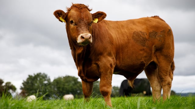 Progressive launches 'Progeny Pictures' draw...with €500 prize fund