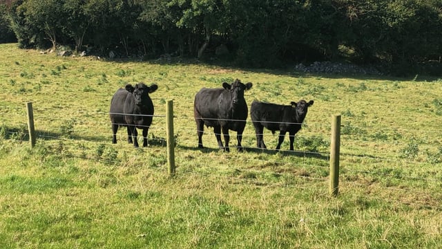 AAA scheme won't be in place in 2020 - Irish Angus producers