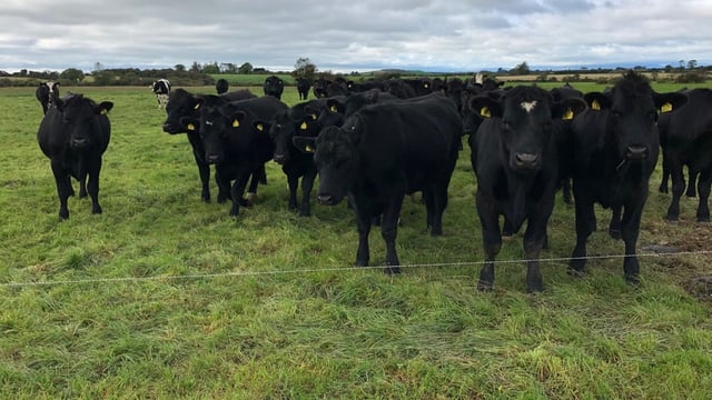 Newly formed 'calf club' seeking farmers to rear calves nationwide
