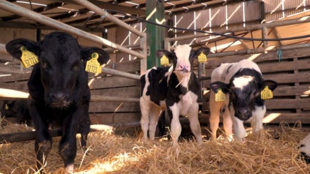 ICMSA unveils details of proposed 'dairy calf-to-beef scheme'