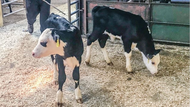 Letter to the editor: 'Calfgate' exposes treatment of bull calves
