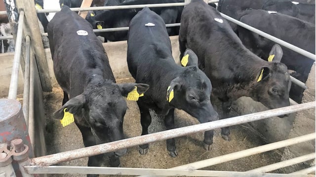 ICBF and Teagasc to pilot new calf index for spring 2020