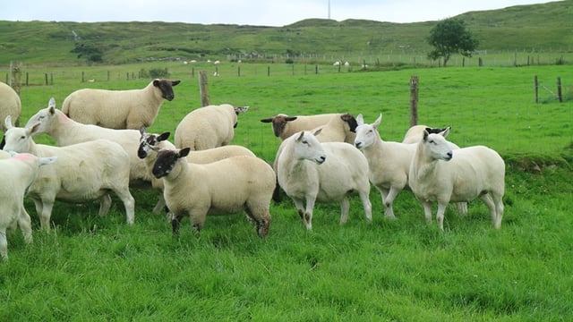 IFA calls for 'new enhanced' Sheep Welfare Scheme