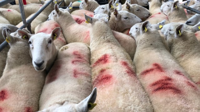 Sheep trade: Factories working through backlog, as kill jumps by over 15,000 head