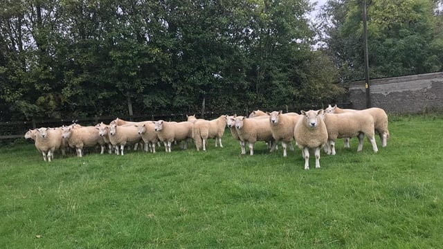 Wicklow Mountain Sheep Breeders' Association to hold 77th annual show and sale