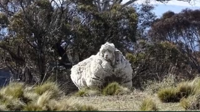 'Chris' the record-breaking sheep dies
